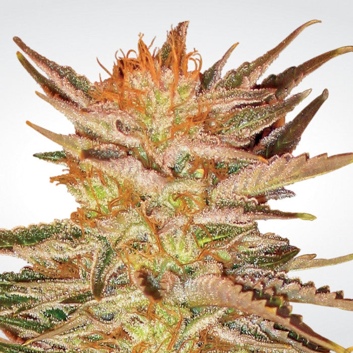 Indica Champions Pack x 6 - Paradise Seeds