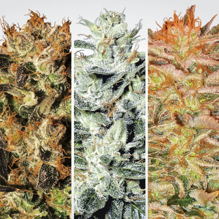 Indica Champions Pack x 6 - Paradise Seeds