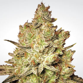 Flor de tonos bronce y pistilos naranja, una de las tres variedades sativa del pack