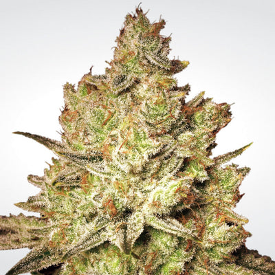 Jacky White paradise seeds colombia, Sativa champions pack