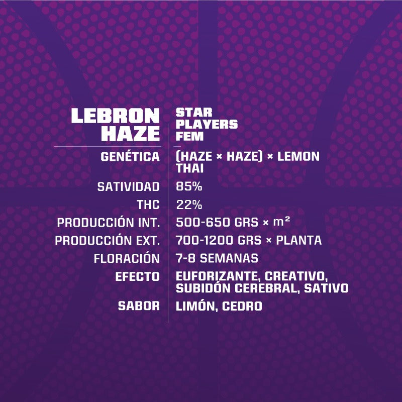 Lebron Haze - BSF Seeds