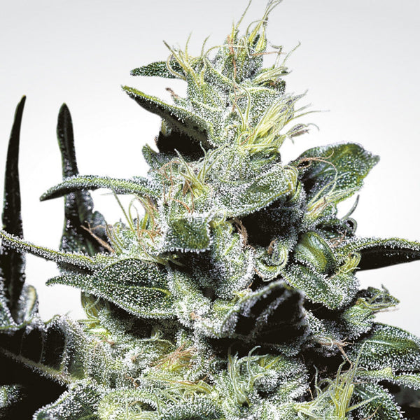 Flor con capa densa de tricomas sobre hoja oscura, una de las tres variedades sativa del pack