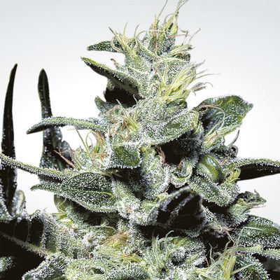 Nébula, Paradise Seeds Colombia, Sativa Champion pack