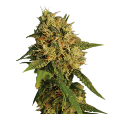 OG Kush - Seedstockers - Bloommart Colombia