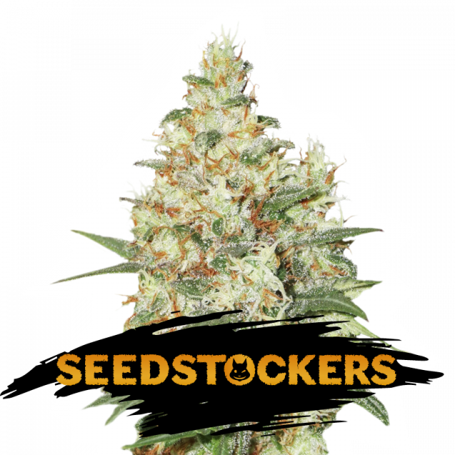 USA Auto Mix Pack x 12 semillas - Seedstockers