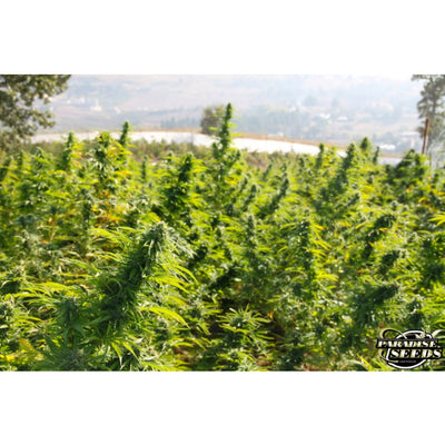 DelaHaze - Paradise Seeds