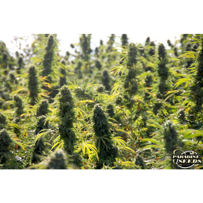 DelaHaze - Paradise Seeds