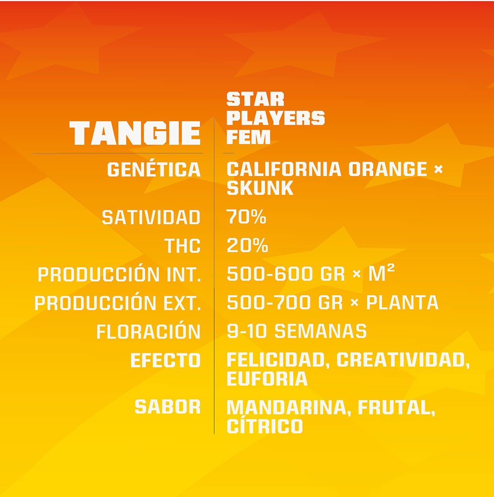 Tangie - BSF Seeds