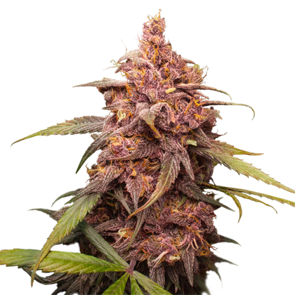 Purple Punch - Seedstockers - Bloommart Colombia