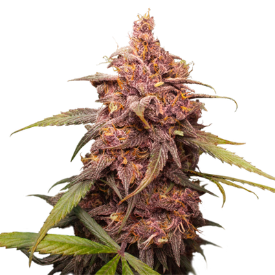 Purple Punch - Seedstockers - Bloommart Colombia