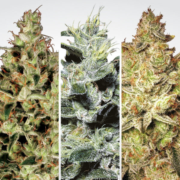 Sativa Champions Pack de Paradise Seeds: las flores de las tres variedades del pack, una por panel