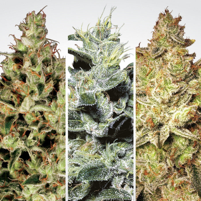 Sativa champion pack de Paradise Seeds Colombia