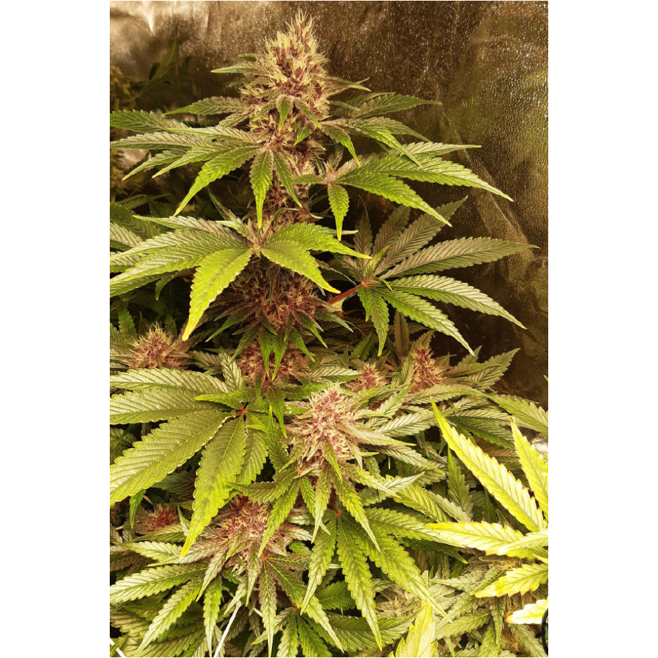 Purple Punch - Seedstockers - Bloommart Colombia