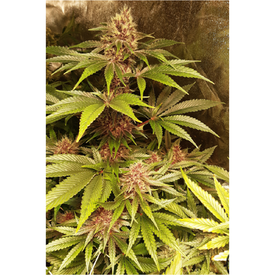 Purple Punch - Seedstockers - Bloommart Colombia