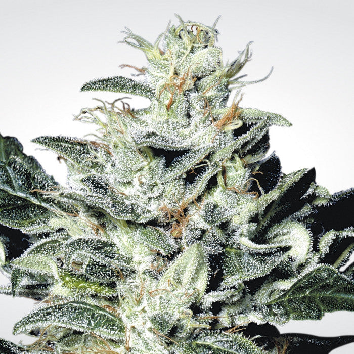 Indica Champions Pack x 6 - Paradise Seeds