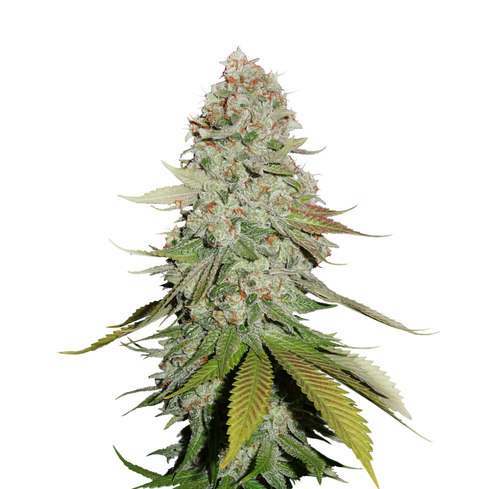 Gorilla Glue - Seedstockers - Bloommart Colombia