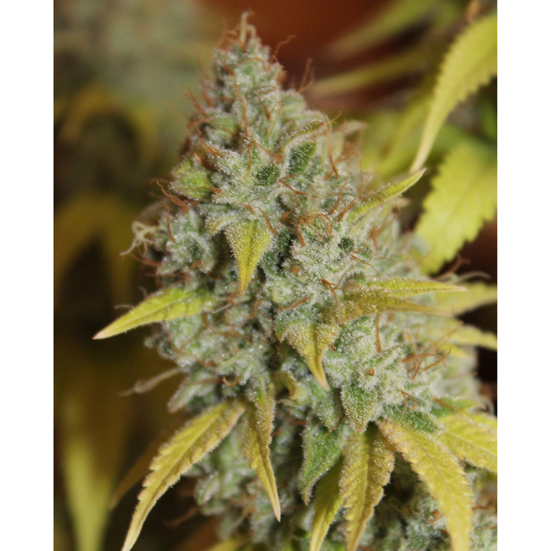 Gorilla Glue - Seedstockers - Bloommart Colombia