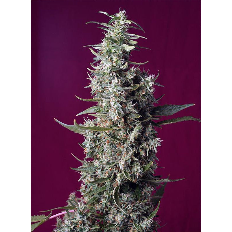 Sweet Cherry Pie - Sweet Seeds