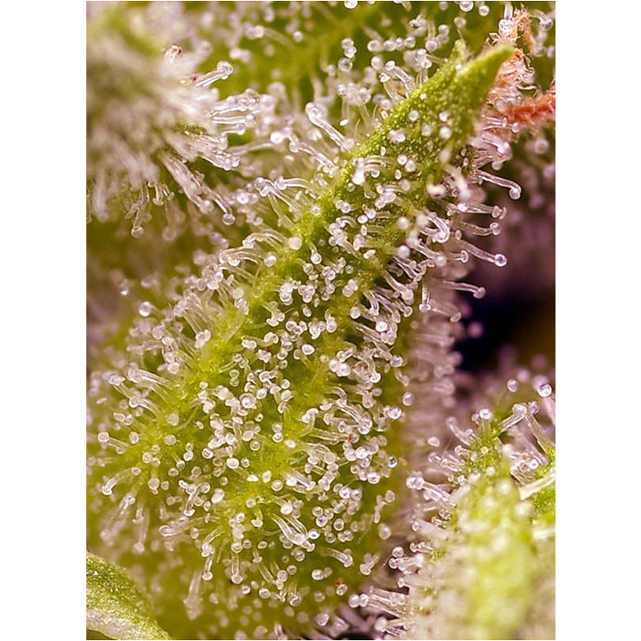 Sweet Cherry Pie - Sweet Seeds