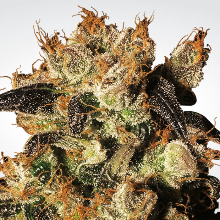 Indica Champions Pack x 6 - Paradise Seeds
